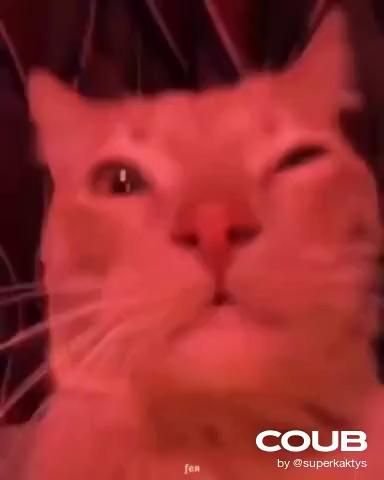 Кот кивает головой