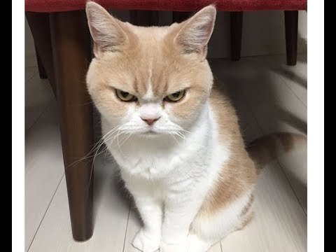 Котик обиделся