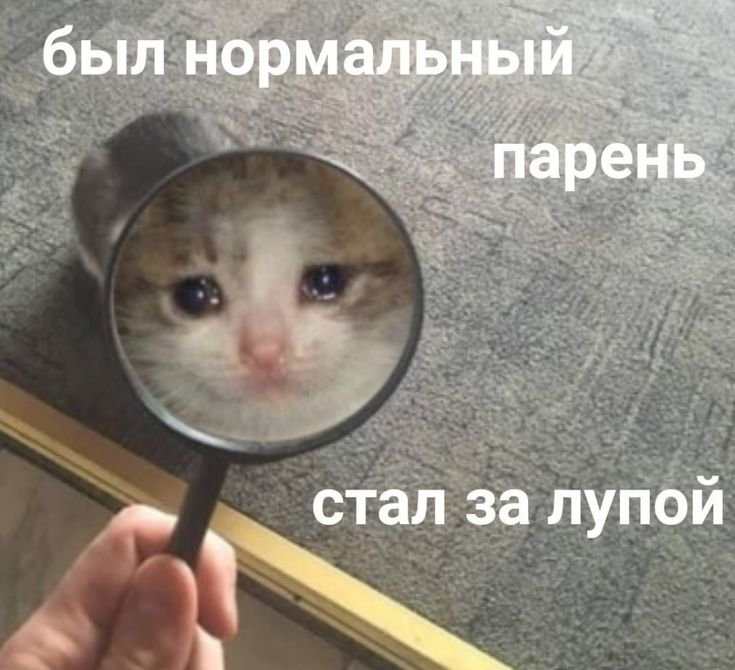 Котик с лупой Мем