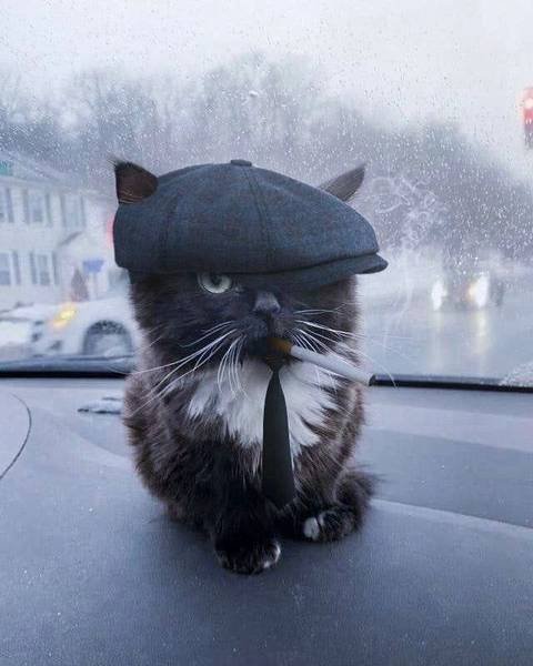 Кот на машине