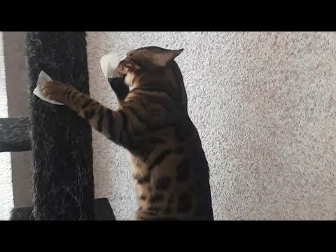 Кот со скотчем на лапах Мем