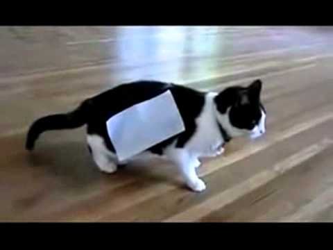 Котик с скотчем на лапках