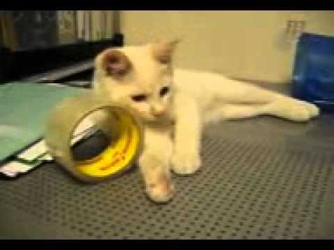 Кот со скотчем на спине