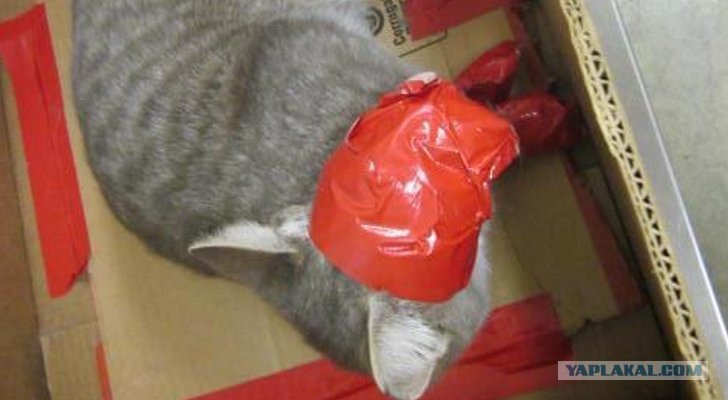 Кошка скотч