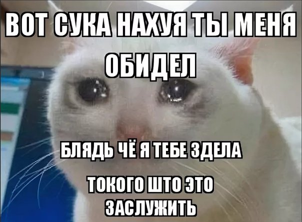 Котик обиделся
