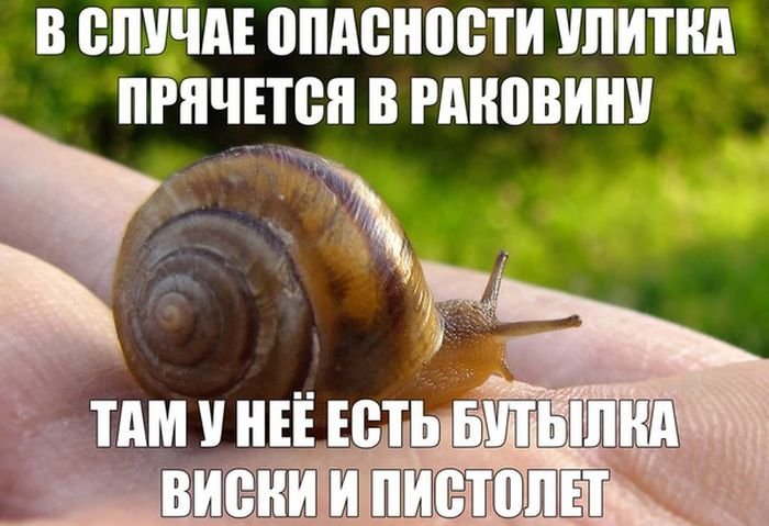 Мемы про улиток