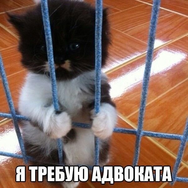 Кот адвокат