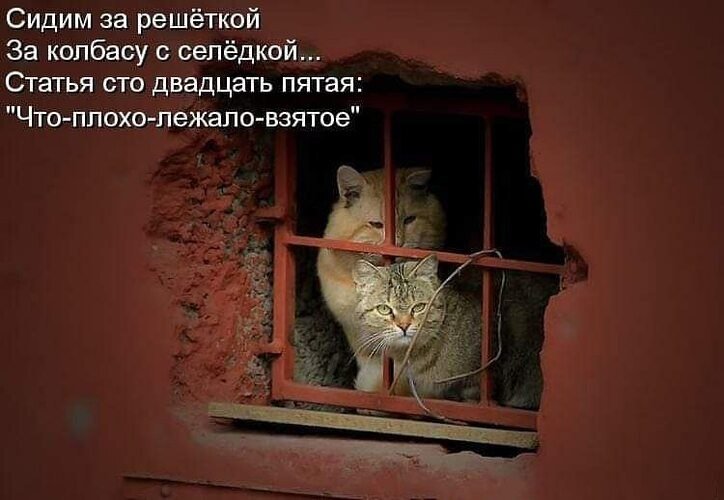 Картина котики за решеткой