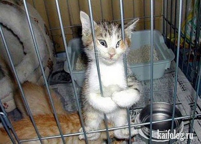 Клетка для котят