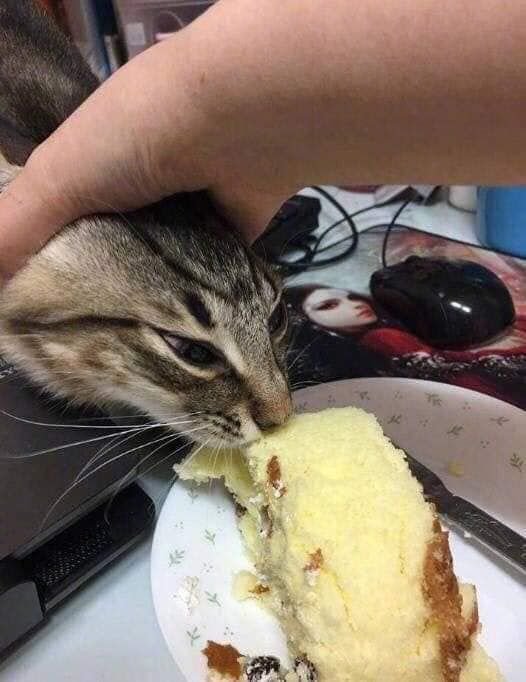 Василий плодов стола вкусилий кот