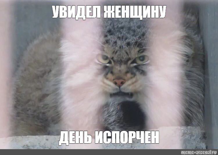 Увидел женщину день испорчен