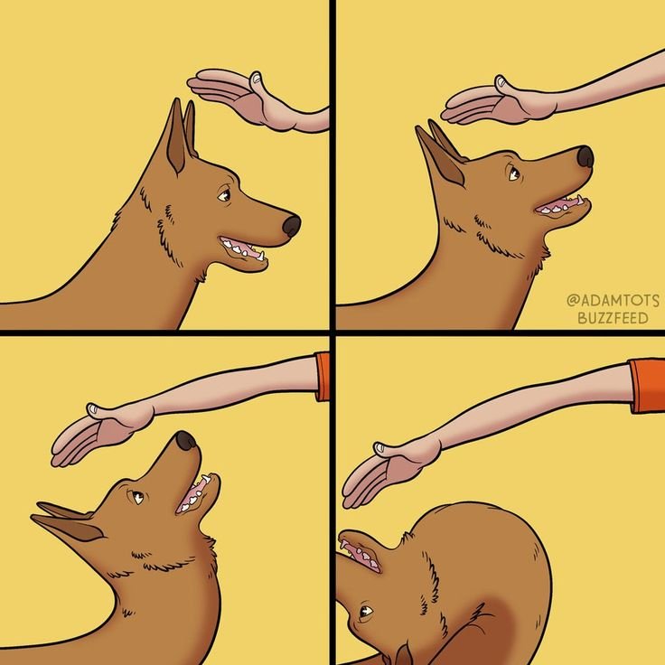 Мемы с псами