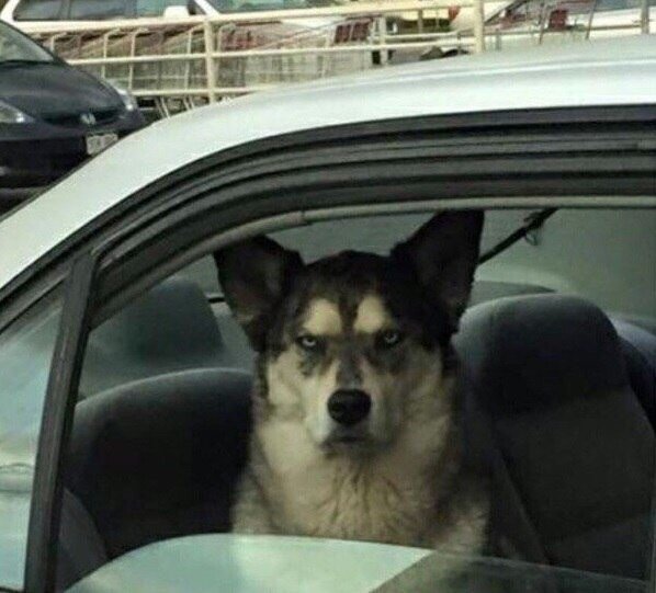 Собака в машине