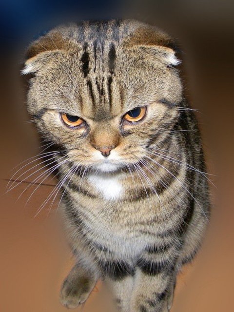 Обиженный котик