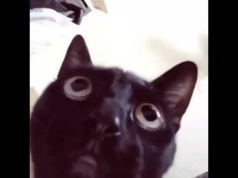 Кивающий кот