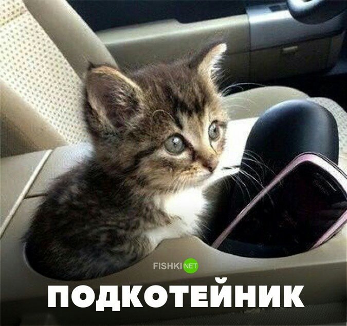 Котенок в машине