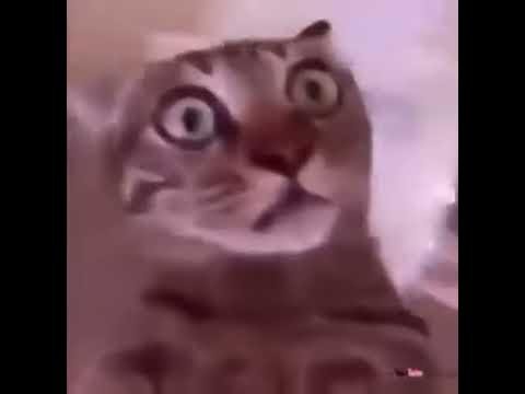 Кот кивает головой