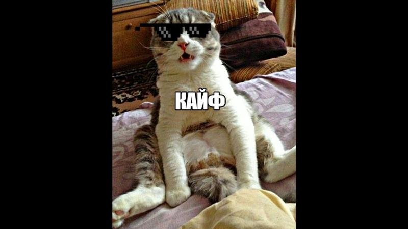 Котик кайфует