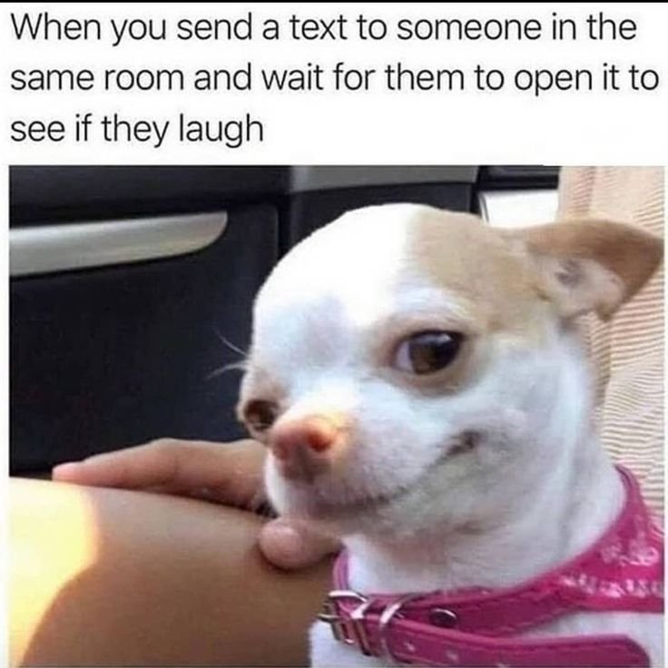 Чихуахуа подозревака