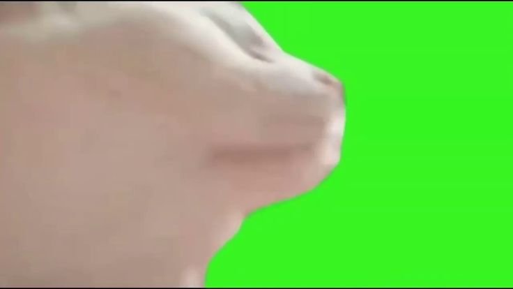 Кот флексит