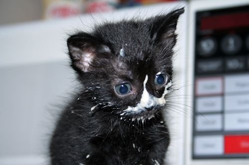 Котенок с грязной мордочкой