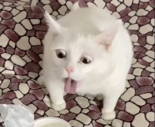 Котика тошнит