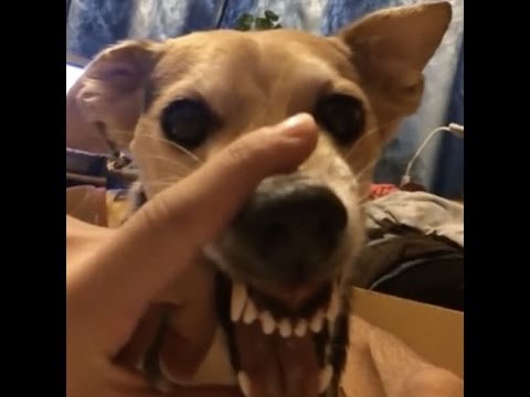 С собакой ляля