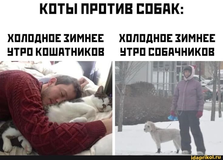 Кошатники и собачники утром