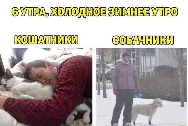 Кошатники и собачники