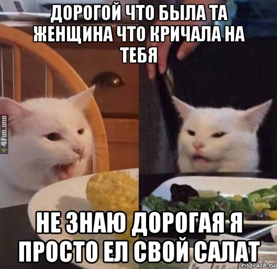 Салат кот