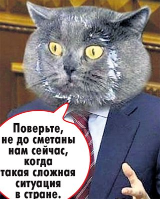 Коты мемы в сметане