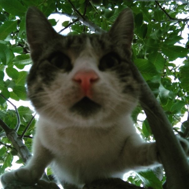 Кот Василий Мем