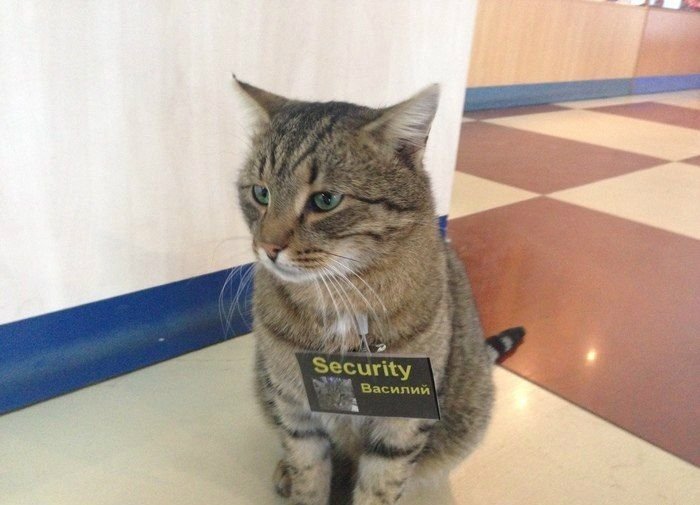 Коты мемы с надписями