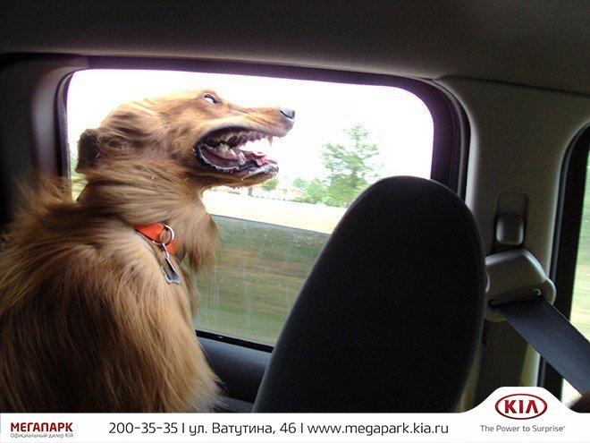 Собака из окна авто