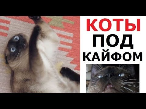 Коты под кайфом