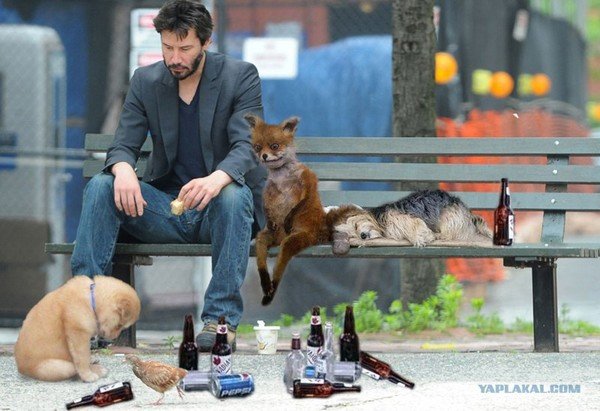 Упоротая лиса и Киану Ривз