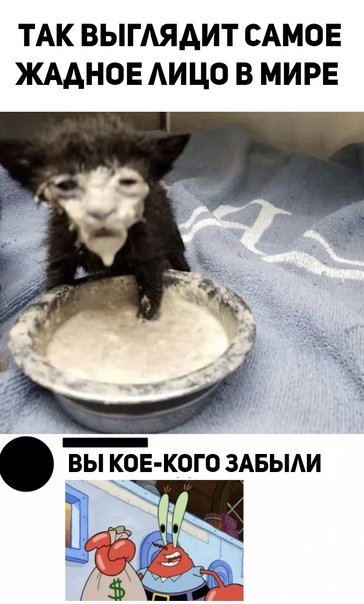 Кот в молоке Мем