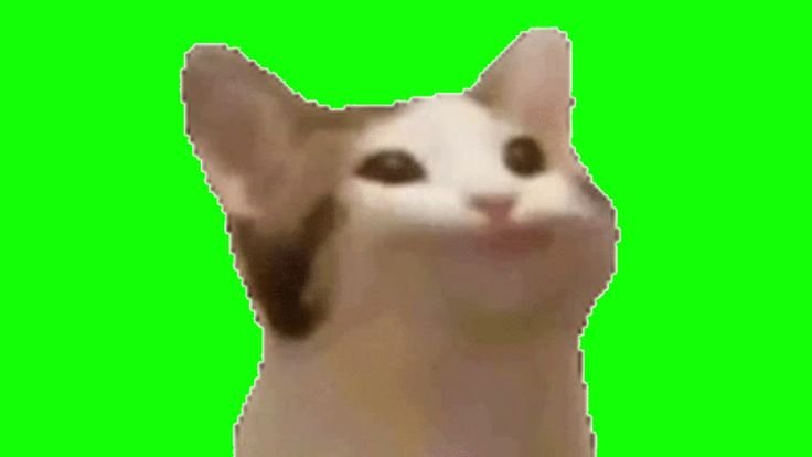 Кот на зеленом фоне