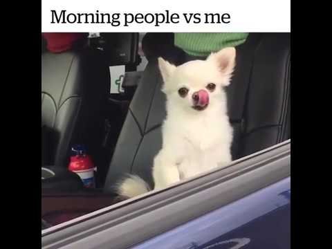 Чихуахуа на ветру