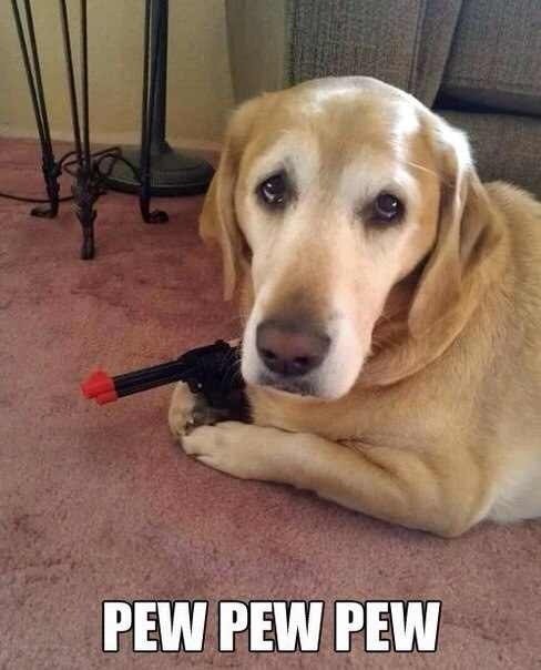 Мемы с собаками