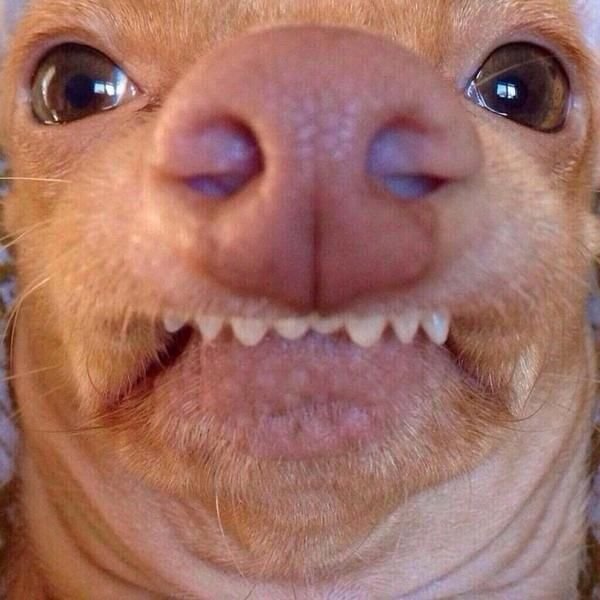 Смешные собаки