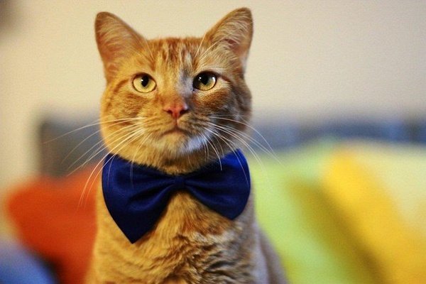Рыжий кот в галстуке