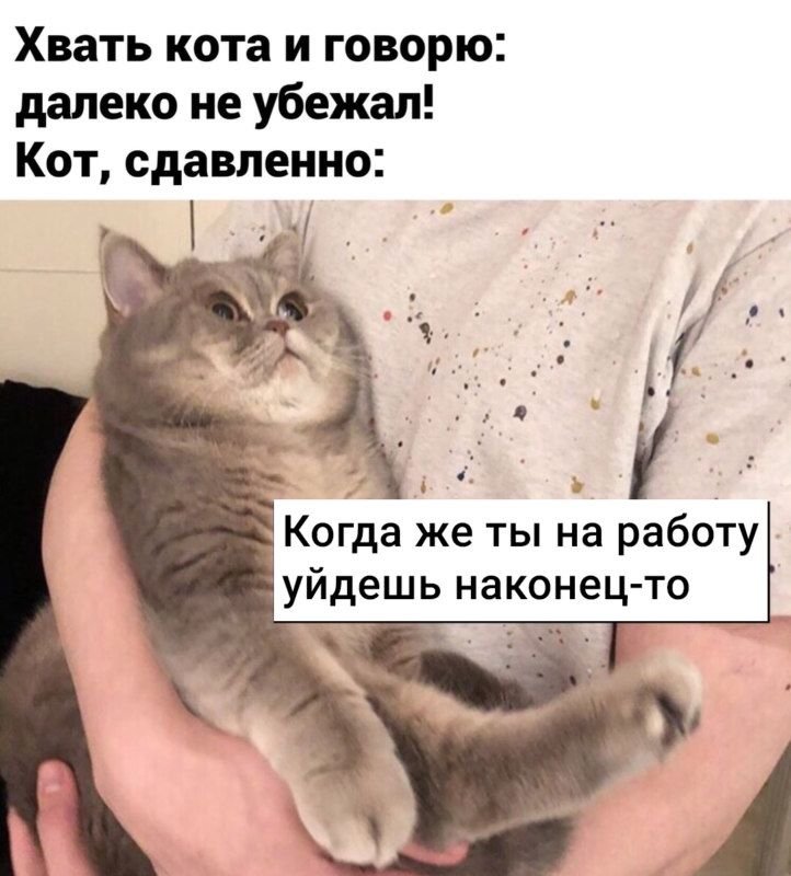Коты и работа мемы
