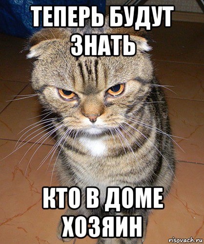 Кот хозяин Мем