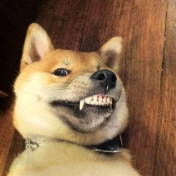 Собака улыбака стикер