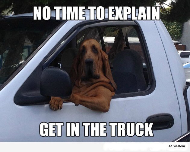 Пес за рулем