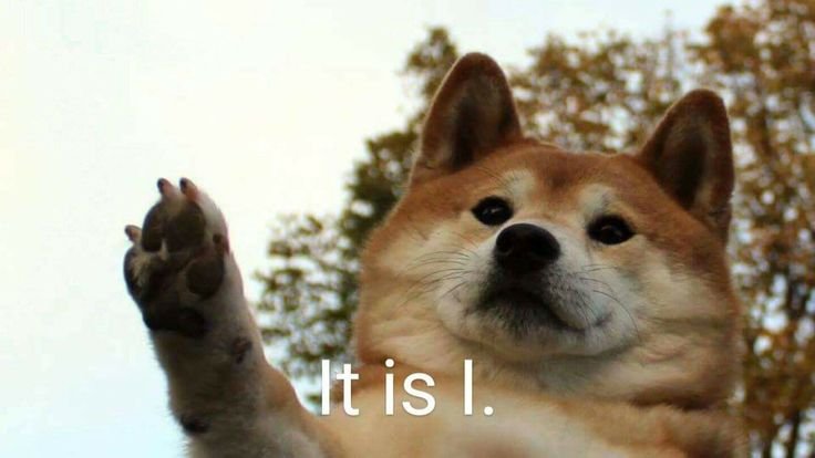 Шиба ину Doge