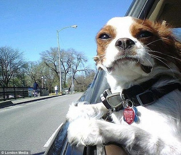 Собака высунулась в окно машины