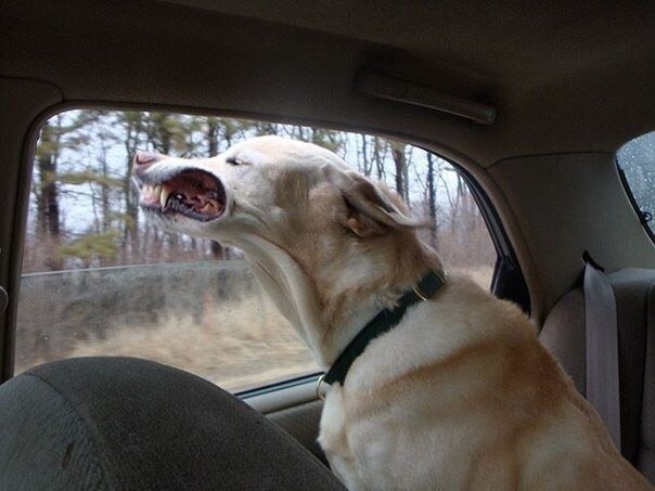 Собака в окне машины