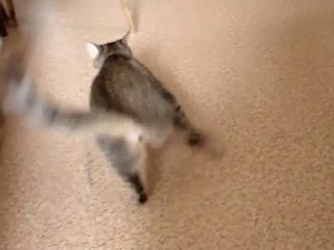 Котик со скотчем